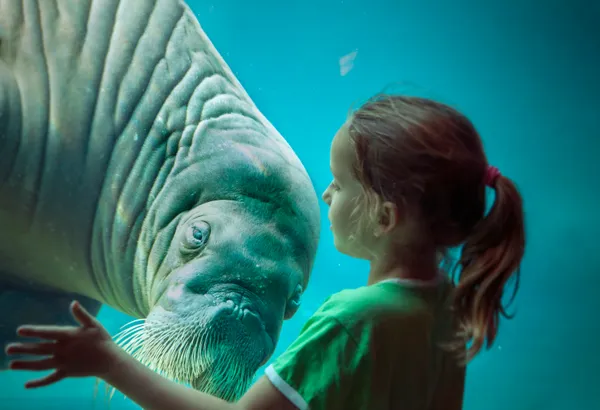 Dolfinarium met korting in de voorjaarsvakantie 