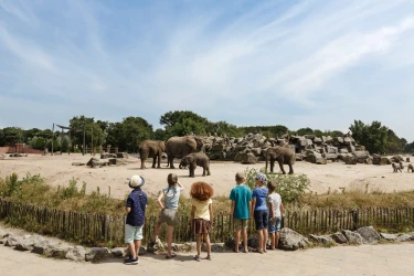 Gezin bezoekt de olifanten in Safaripark Beekse Bergen tijdens verblijf in Vakantiepark Dierenbos