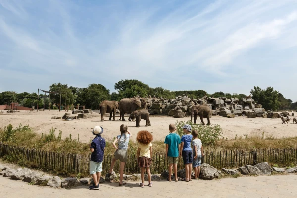 Gezin bezoekt de olifanten in Safaripark Beekse Bergen tijdens verblijf in Vakantiepark Dierenbos