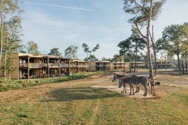 Zebra's grazen op de savanne voor de houten lodges van het Safari Hotel Beekse Bergen