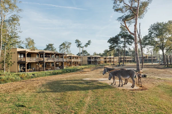 Zebra's grazen op de savanne voor de houten lodges van het Safari Hotel Beekse Bergen