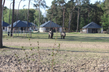 Safari Resort Beekse Bergen