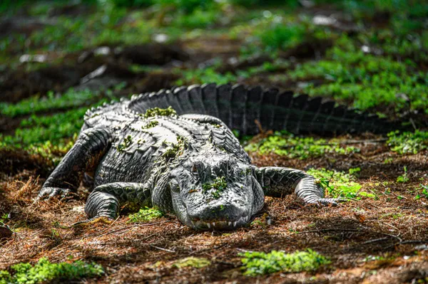 Everglades National Park