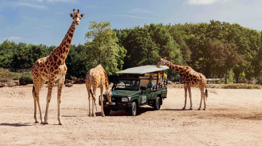 Drie giraffen omringen een bussafari met bezoekers op de savanne van Beekse Bergen