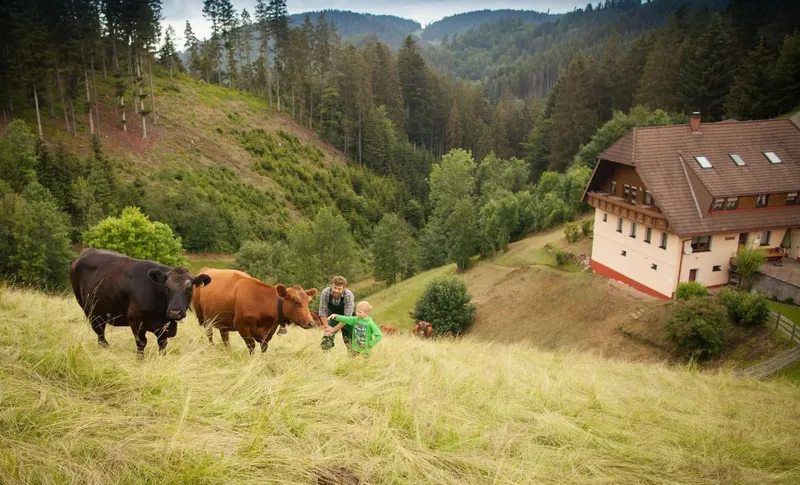 Een kind en een boer voeren koeien in een groene weide bij Hilserhof, met een boerderij en beboste heuvels op de achtergrond.