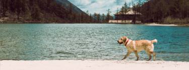 Naar Oostenrijk met de hond