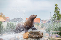 recently watched image