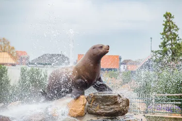 Met korting naar het Dolfinarium in de voorjaarsvakantie