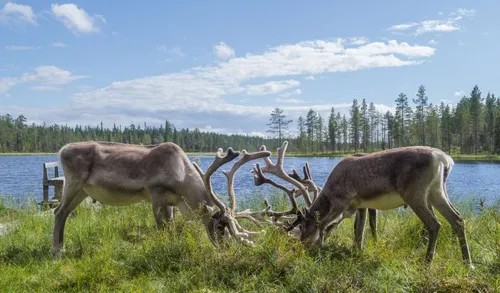Finland met kinderen