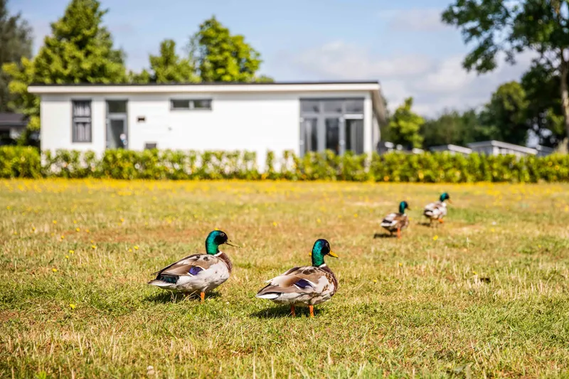 Recreatiepark het Esmeer - Vakantiewoningen aan het water - 4 - kopie.jpg