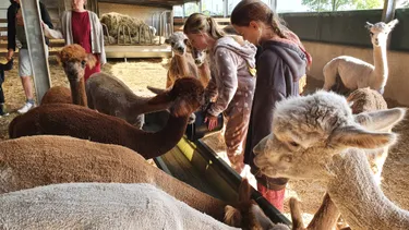 BoerenBed alpaca.jpg