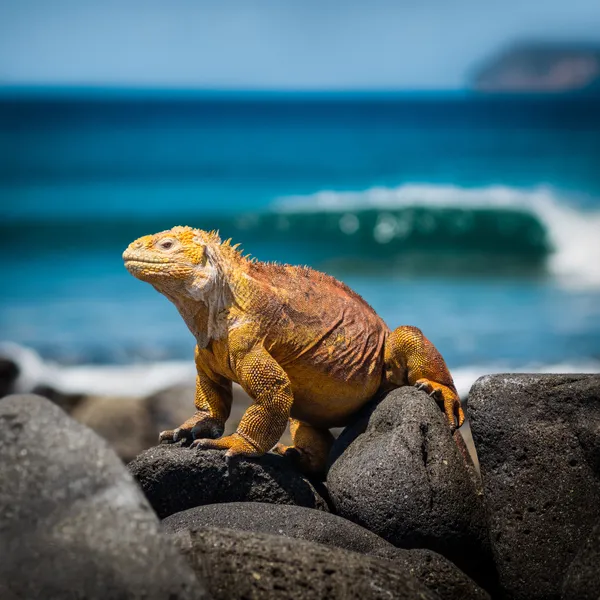 Galapagos eilanden