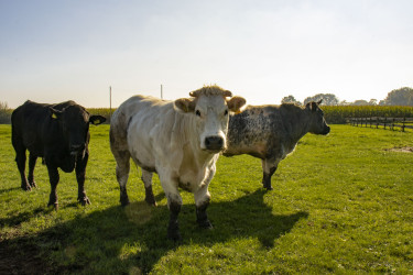 BoerenBed De Brabantse Hei