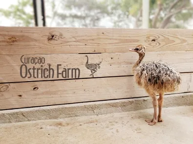 Struisvogelfarm op Curaçao