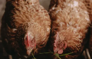 BoerenBed De Oude Melkstal