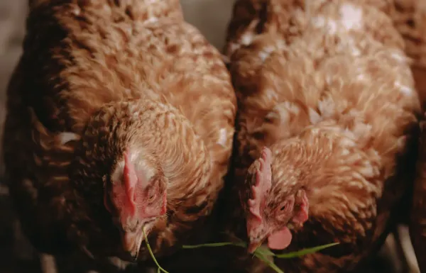 BoerenBed De Oude Melkstal