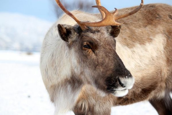 Noorderlicht in Tromsø
