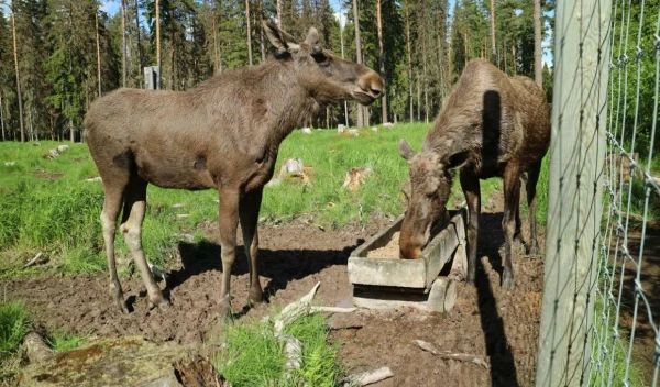 13-/14-daagse autorondreis 'Lars' door Zweden