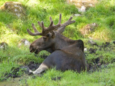 Rondreis Noorwegen met kinderen