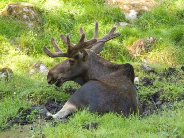 Rondreis Noorwegen met kinderen