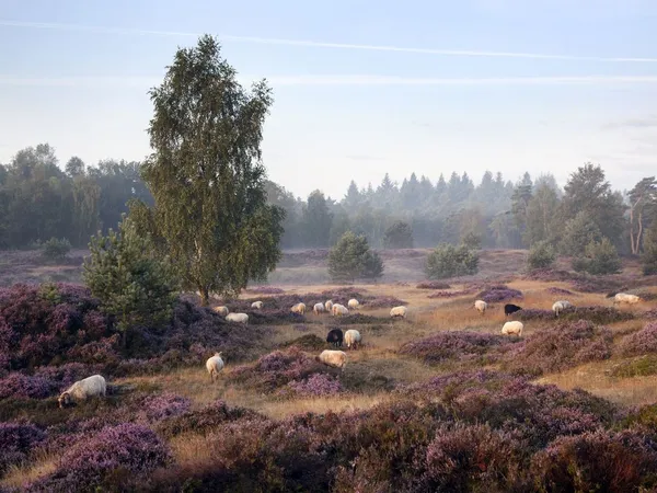 Landal Drentse Lagune