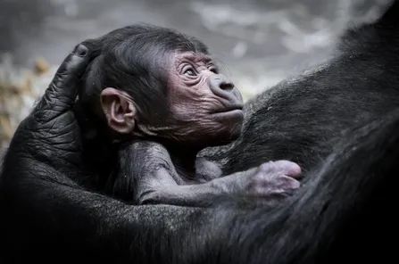 Prague Zoo