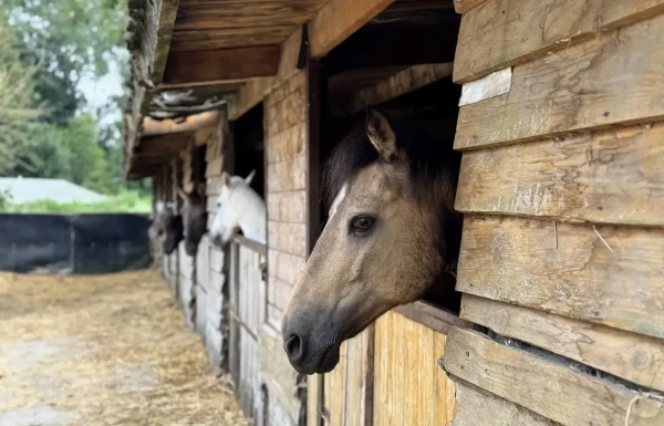 BoerenBed Ecuries de Gapennes