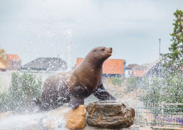 Een spetterende zomer vol plezier, educatie en dierenmagie