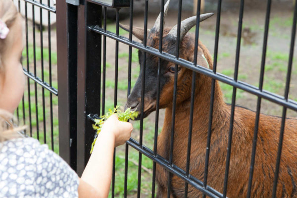 Resort Brunssummerheide