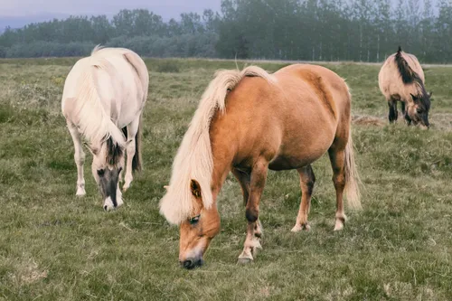 Vakantiepark met manege