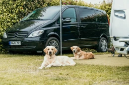 Twee blije honden liggen in het gras op Strandpark De Zeeuwse Kust, waar huisdieren van harte welkom zijn voor een familievakantie aan zee.