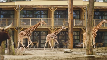 Drie giraffen lopen langs de houten lodges van het Safari Hotel Beekse Bergen