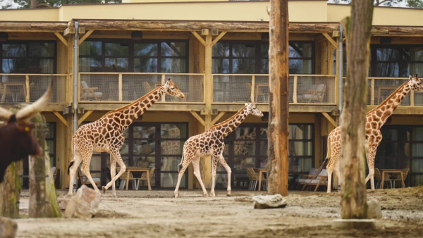 Drie giraffen lopen langs de houten lodges van het Safari Hotel Beekse Bergen