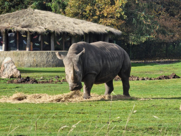 LEGOLAND Denemarken, neushoorn in safaripark givskud zoo