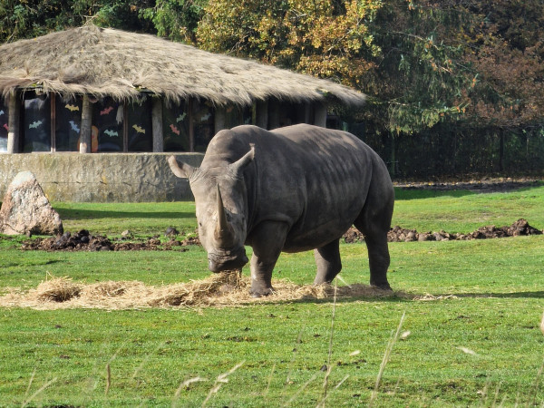 LEGOLAND Denemarken, neushoorn in safaripark givskud zoo