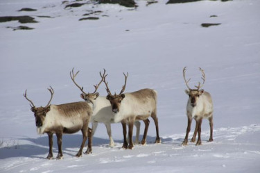 Noorderlicht in Tromsø