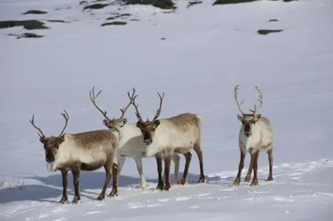 Noorderlicht in Tromsø