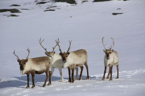 Noorderlicht in Tromsø