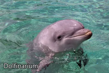 Capfun Vakantiepark De Scheepsbel