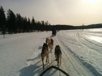 Huskysafari in Lapland
