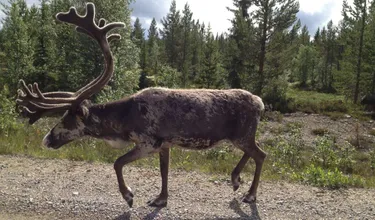 15- of 16-daagse rondreis 'Summer Adventure Sweden' - Zweden