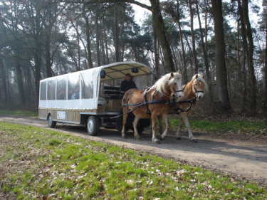 Limburgse Peel (3).jpg