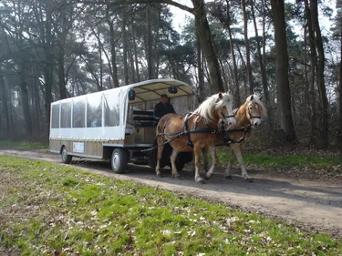 Limburgse Peel (3).jpg