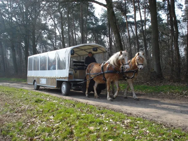 Limburgse Peel (3).jpg