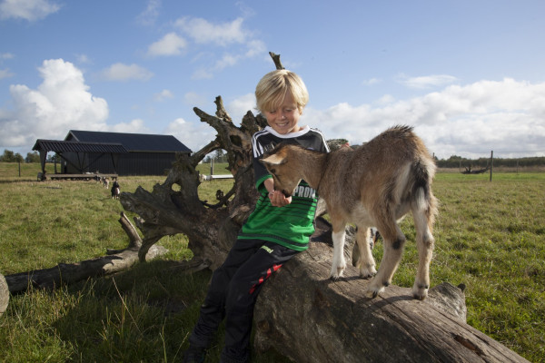 geitjes in de kinderboerderij bij vakantiepark lalandia billund