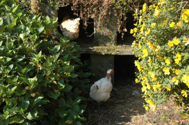 La Ferme de Penquelen