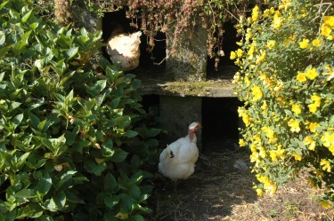 La Ferme de Penquelen