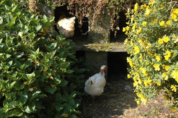 La Ferme de Penquelen