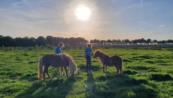 Op pony vakantie bij BoerenBed