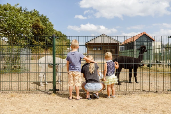 de-flaasbloem (20).jpg